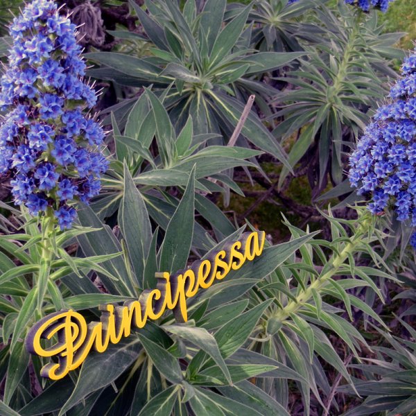 principessa - Prinzessin