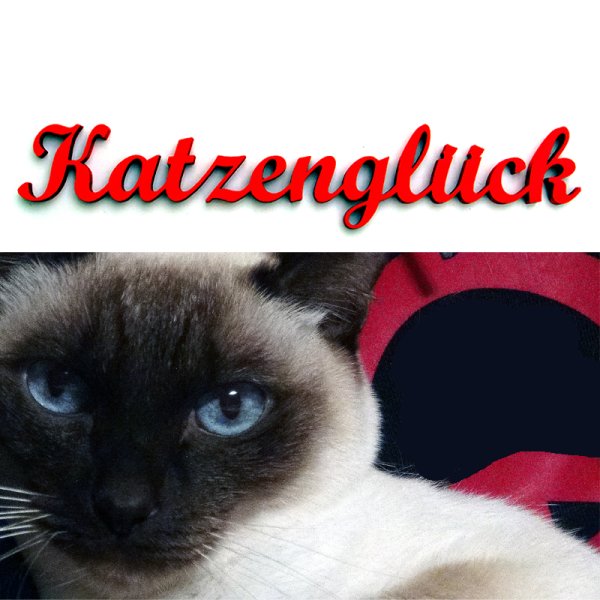 Katzenglück